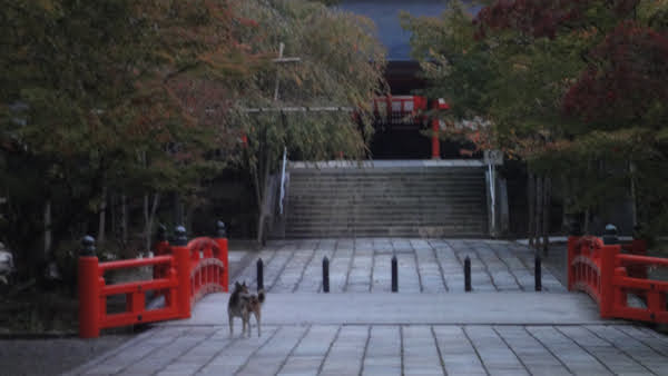 likely a dog looks to the right as it stands in a wide walkway leading over a bridge to a flight of stairs and a torii gate.  There are vermillion railings on the bridge that match the torii